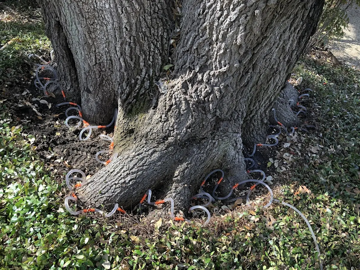 Detailed Tree Cabling and Bracing job site in Curran