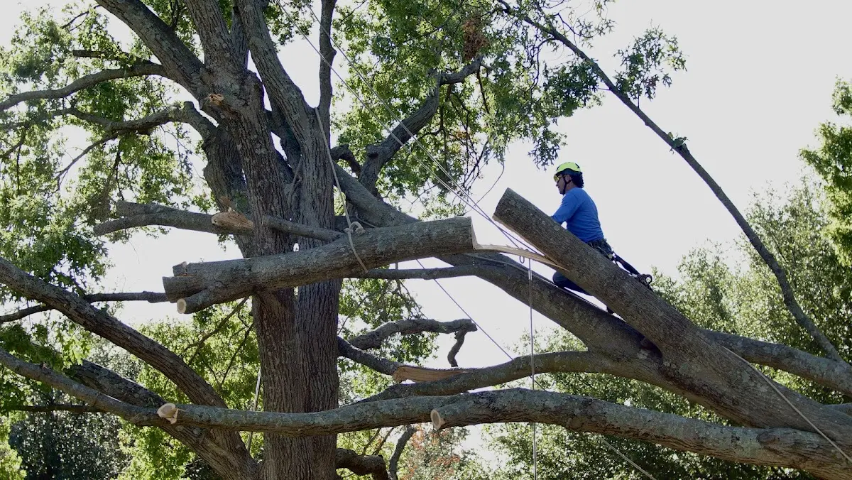 Professional Crown Thinning performed by certified arborists in Curran